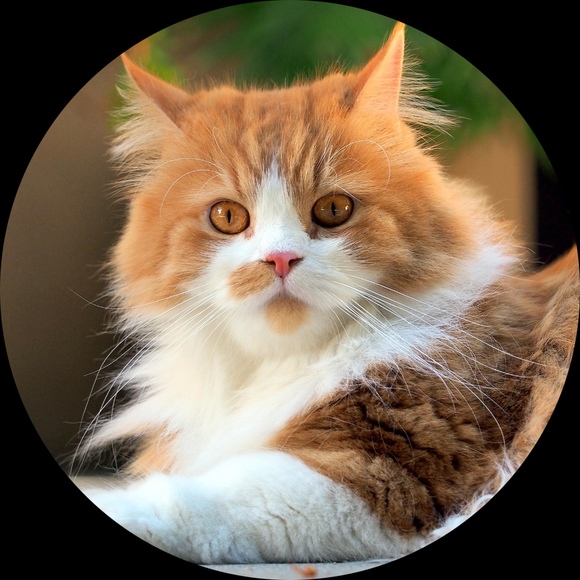 hausofmeow